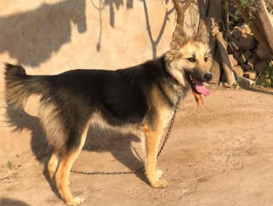 Alsatian Dog