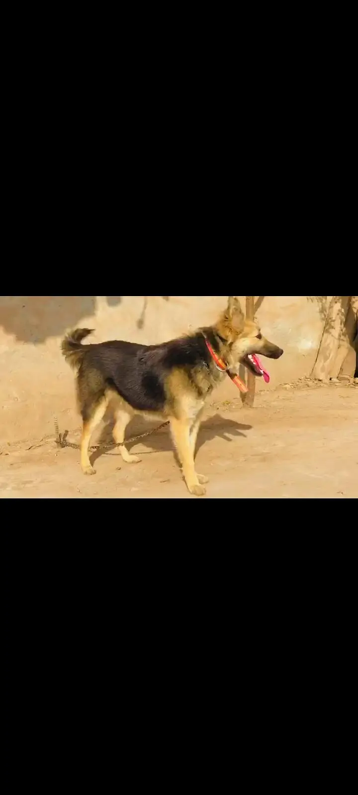 Alsatian Dog — photo 2