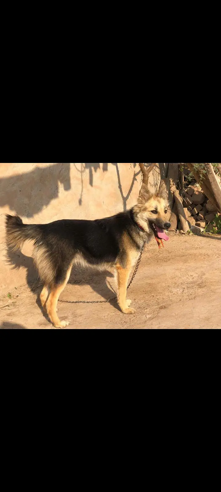 Alsatian Dog — photo 3