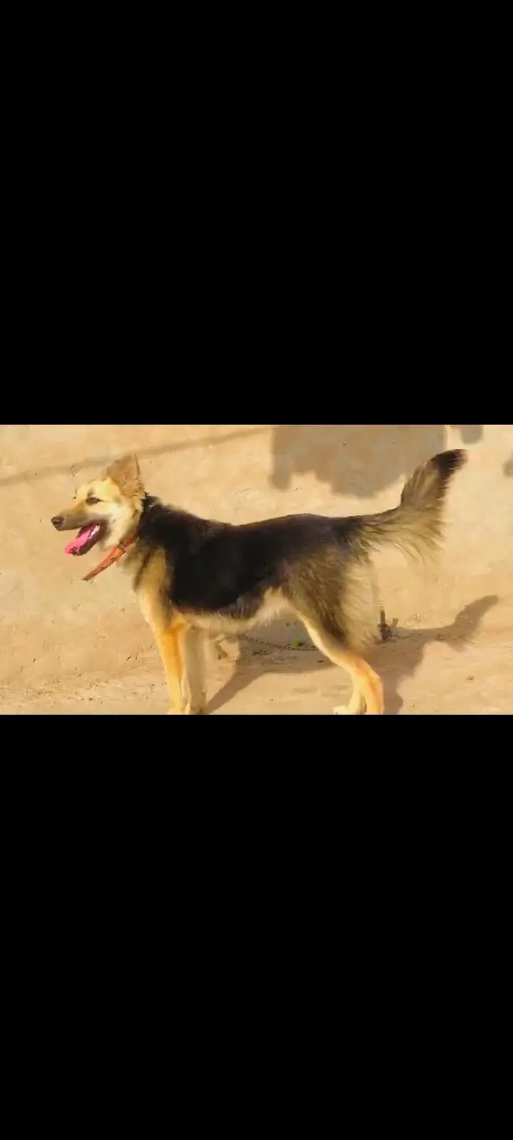 Alsatian Dog — photo 4