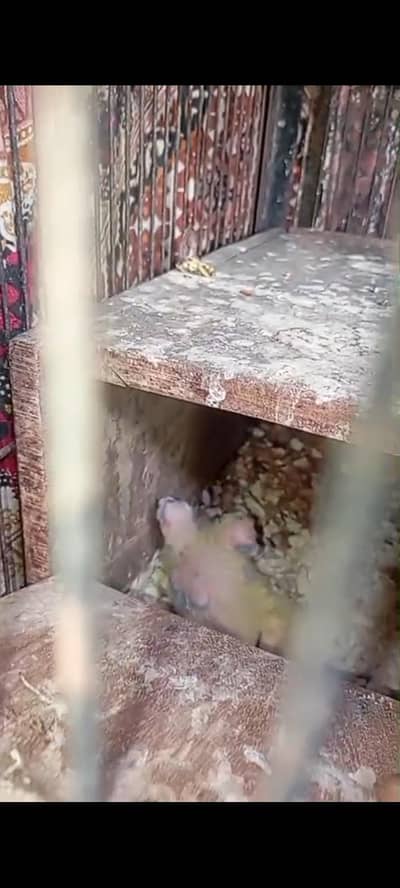 COCKTAIL CHICKS