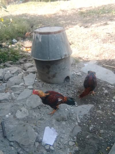 5 mahana k patha aseel for sale