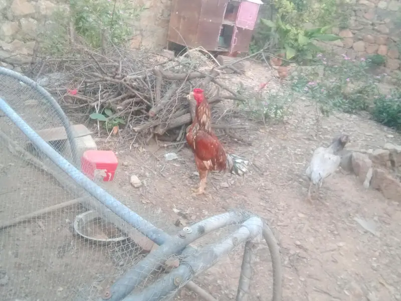 5 mahana k patha aseel for sale — photo 2