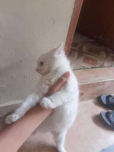 Persian kitten 3 months 2 kitten urgengent sale