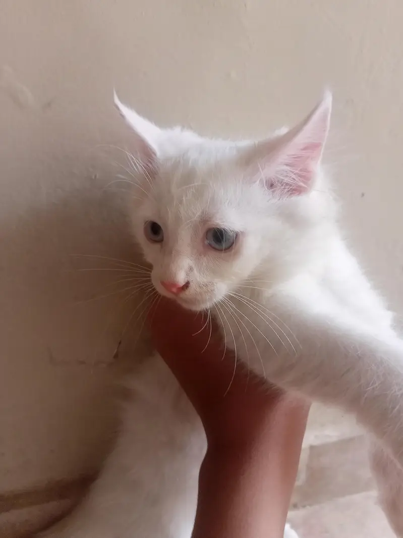 Persian kitten 3 months 2 kitten urgengent sale — photo 2