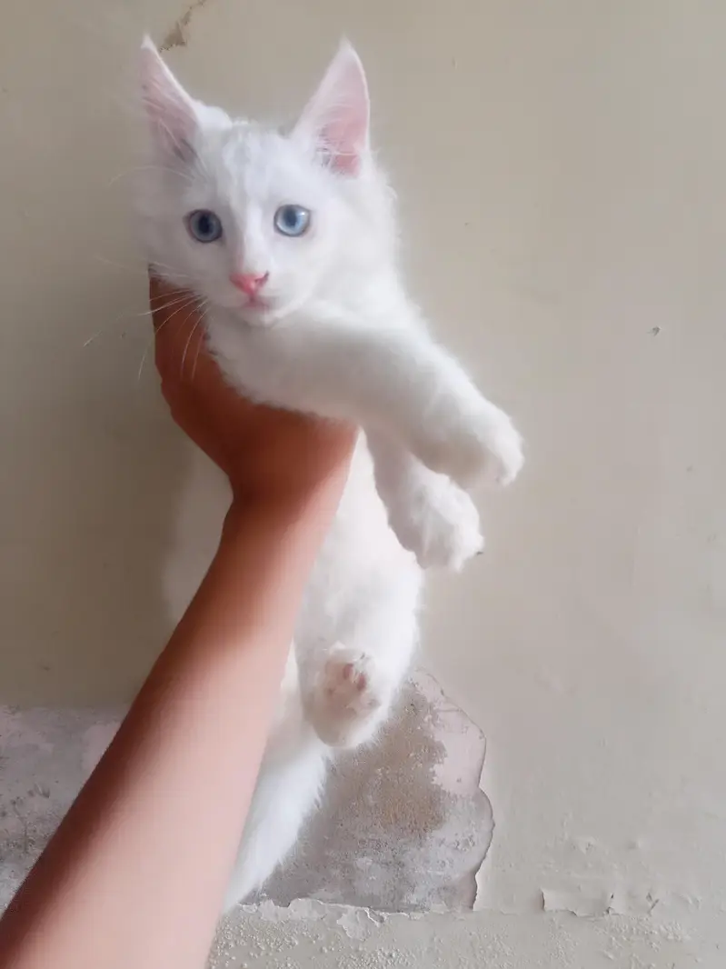Persian kitten 3 months 2 kitten urgengent sale — photo 3