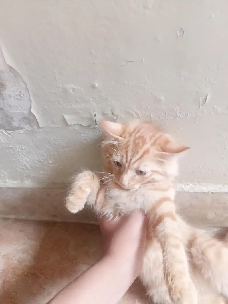 Persian kitten 3 months 2 kitten urgengent sale — photo 4