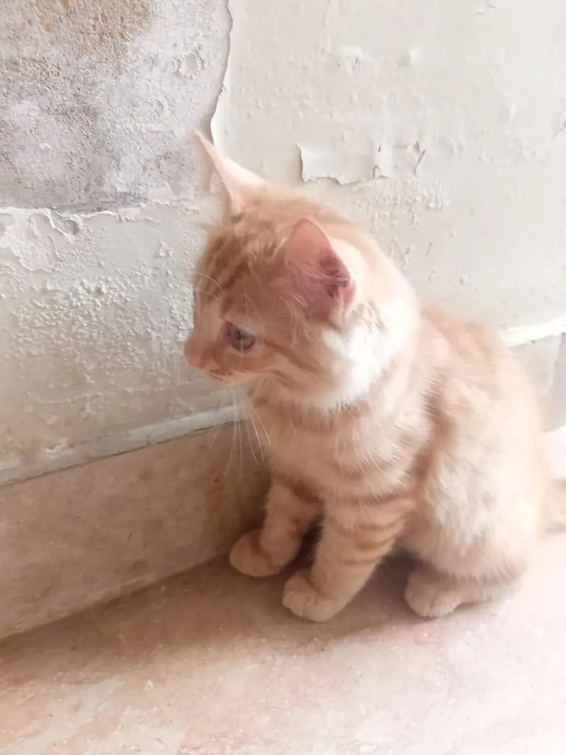 Persian kitten 3 months 2 kitten urgengent sale — photo 6