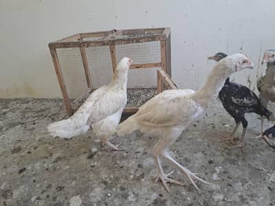 aseel hens for sale