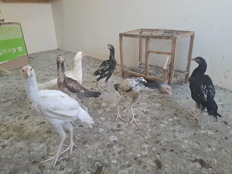 aseel hens for sale — photo 2