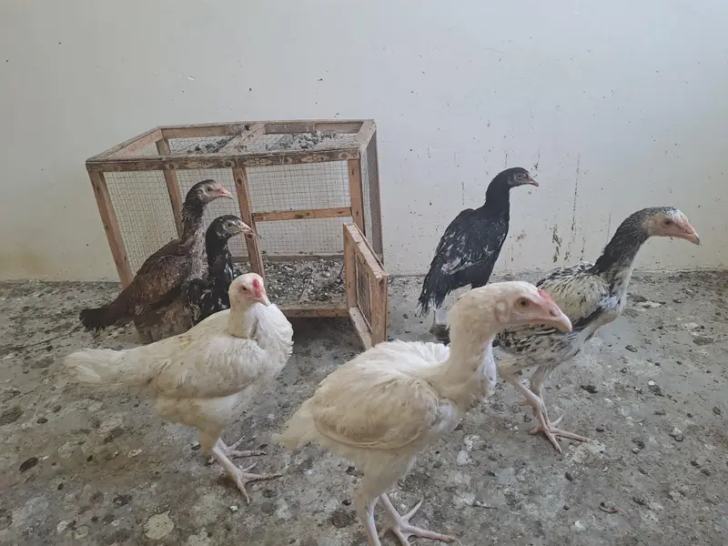 aseel hens for sale — photo 3