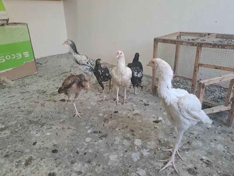 aseel hens for sale — photo 4