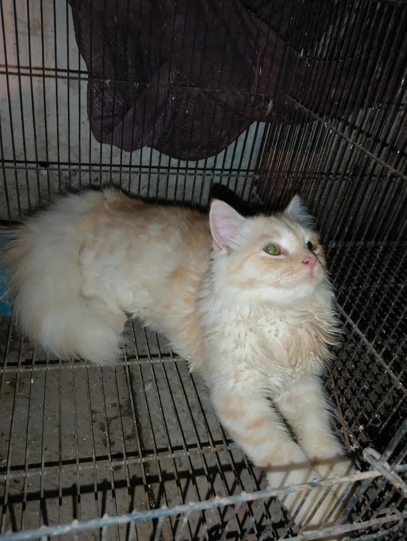 beautiful persian cat for sale fluffy gorgeous — photo 2