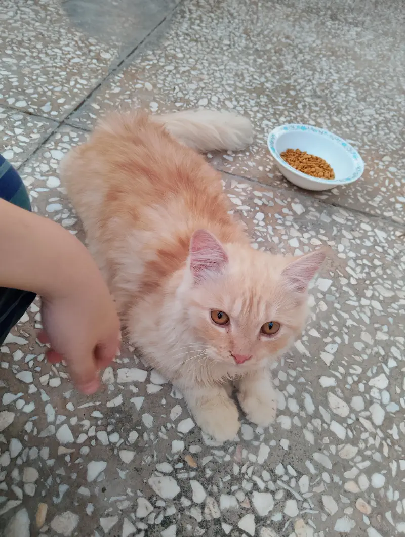 beautiful persian cat for sale fluffy gorgeous — photo 3