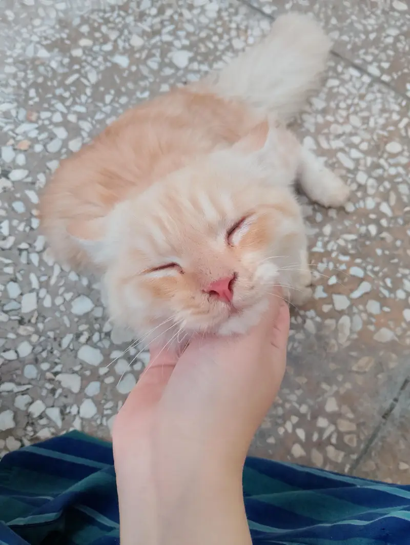 beautiful persian cat for sale fluffy gorgeous — photo 4