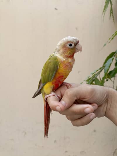pineapple conure handtame parrots birds