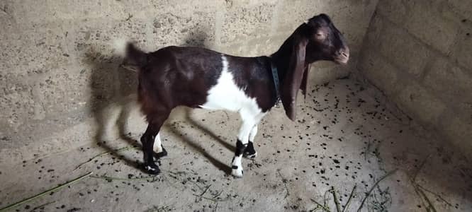kamori nasal bakri