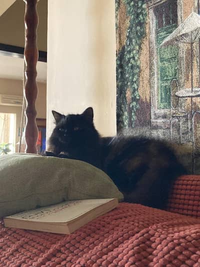 Very gentle black pure Persian