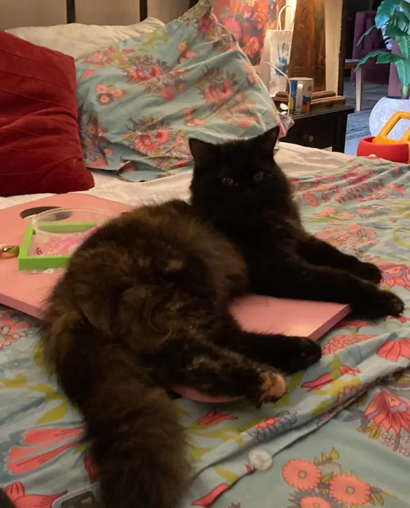 Very gentle black pure Persian — photo 2