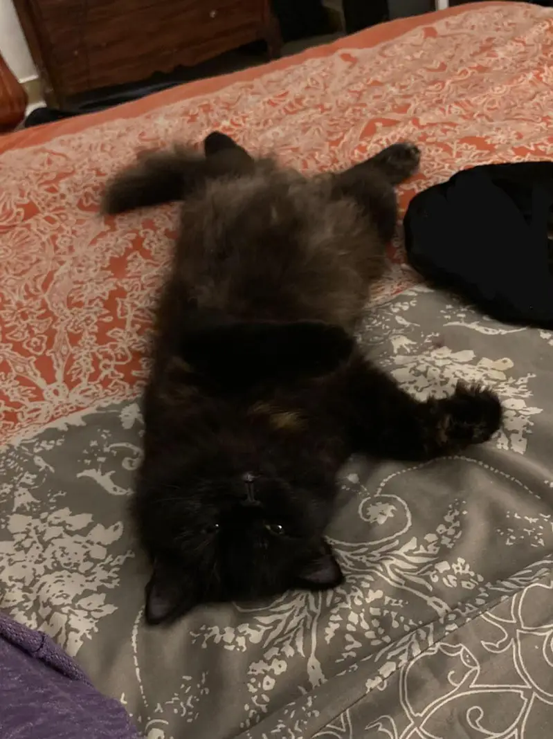 Very gentle black pure Persian — photo 3