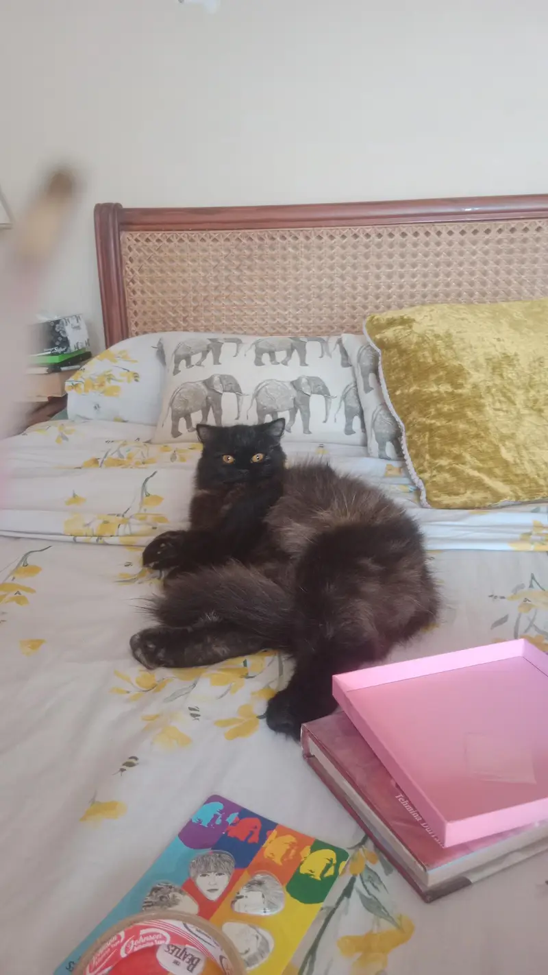 Very gentle black pure Persian — photo 4