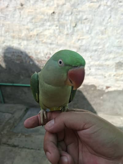 Healthy Kashmiri Female Parrot