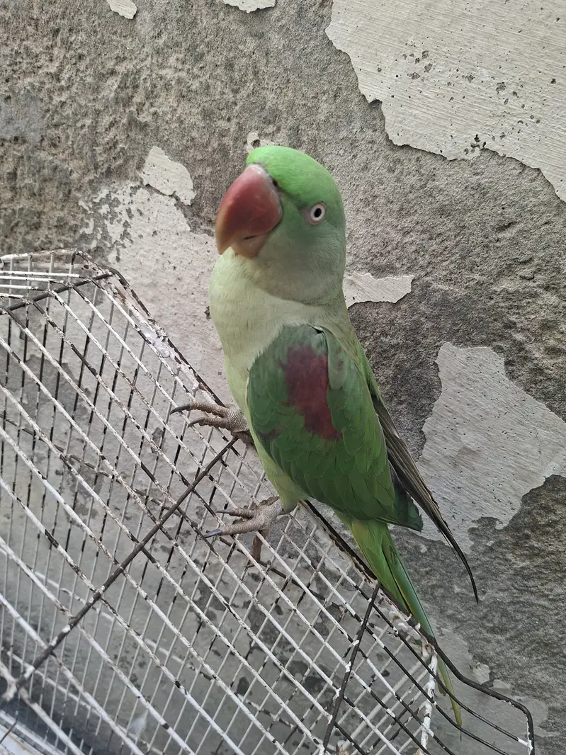 Healthy Kashmiri Female Parrot — photo 2