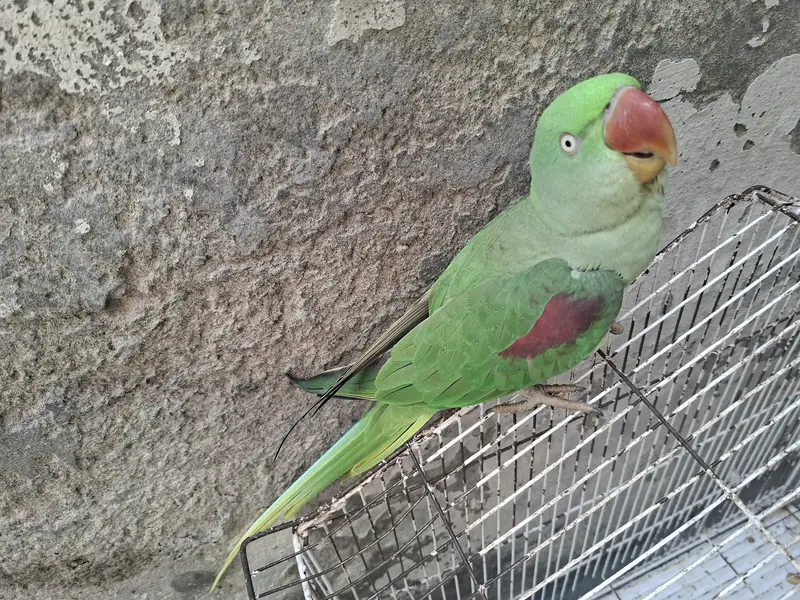 Healthy Kashmiri Female Parrot — photo 3