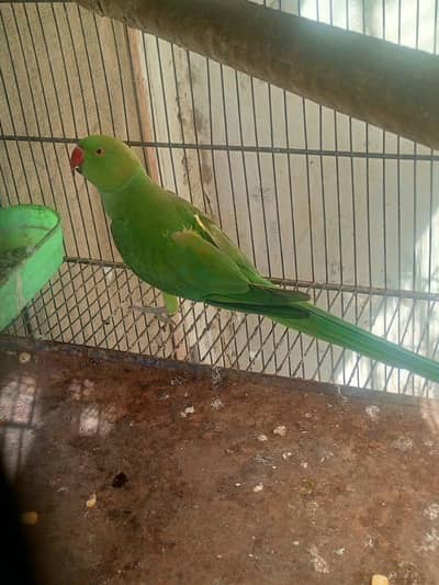 Health and Active Indian Ringneck Parrot (Green Totah) for Sale