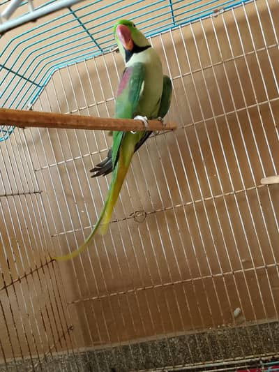 Kashmir Raw Breeder Male full size for sale