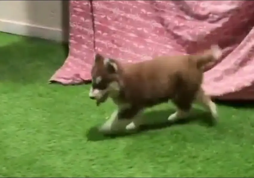 Siberian husky female — photo 3