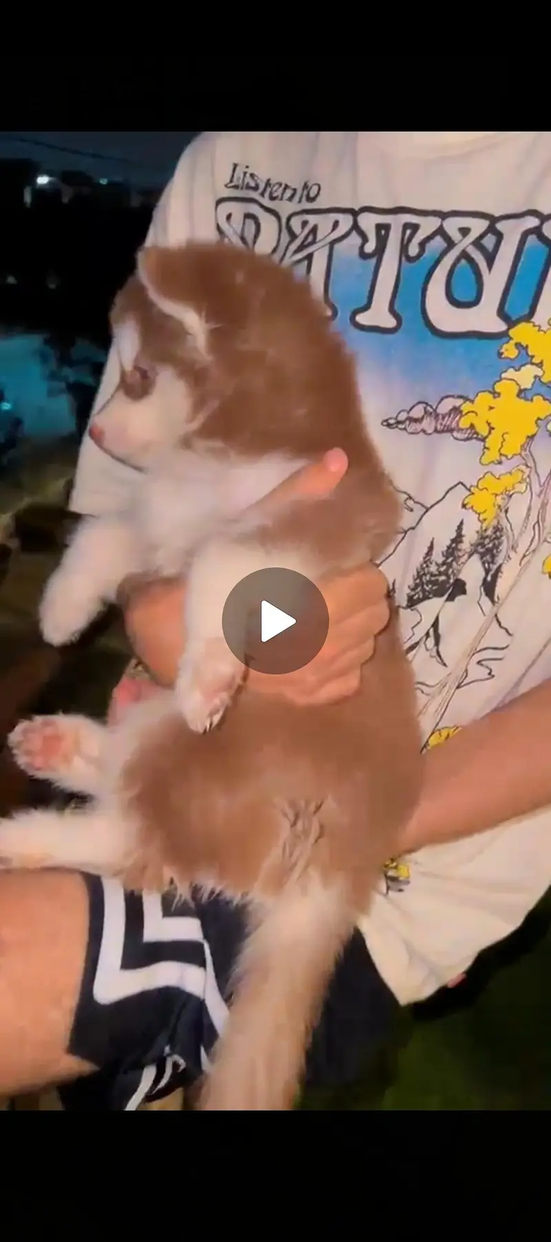 Siberian husky female — photo 4