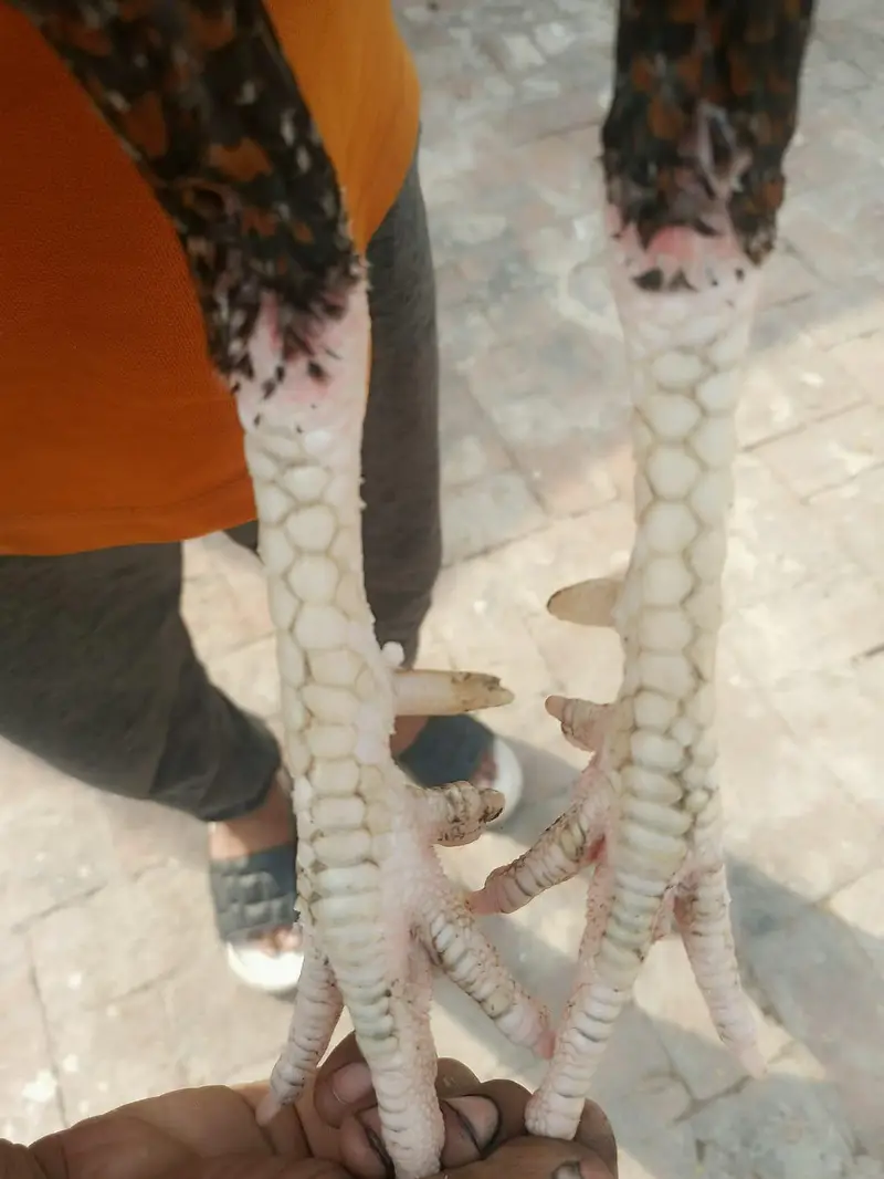 sindhii lakha aseel — photo 2