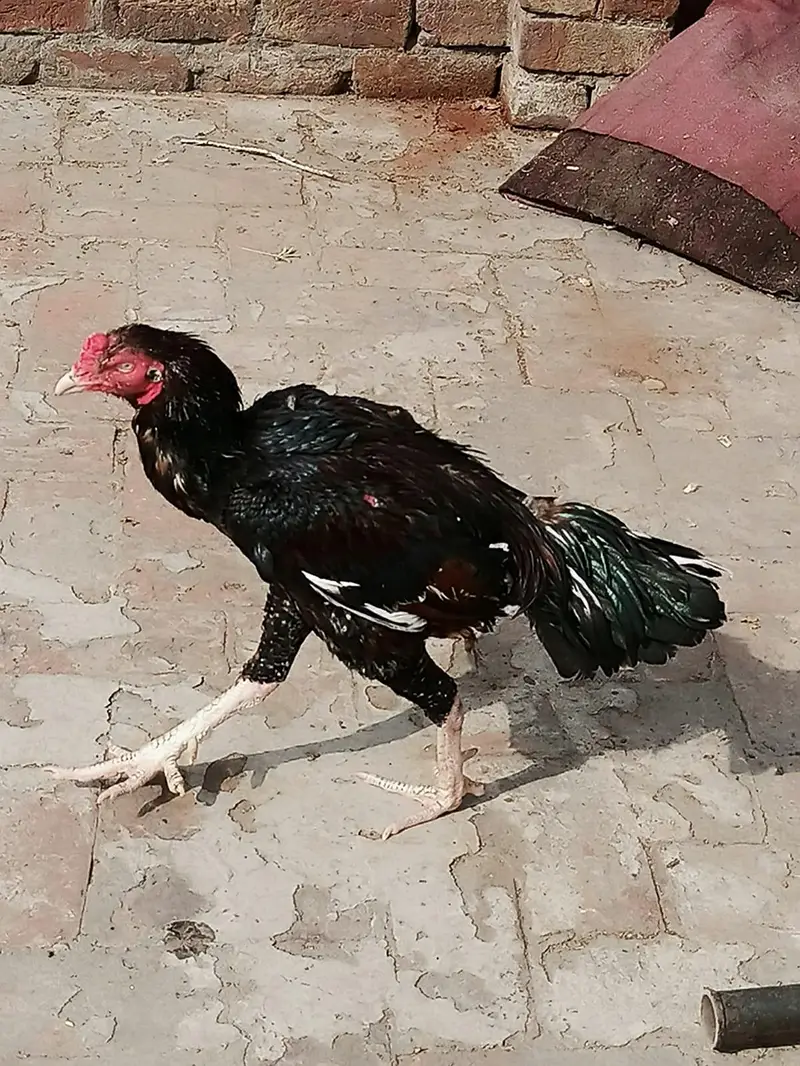 sindhii lakha aseel — photo 5