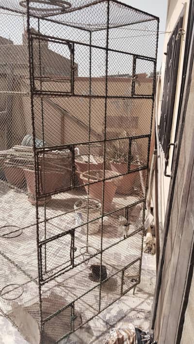 Iron cage for multiple birds