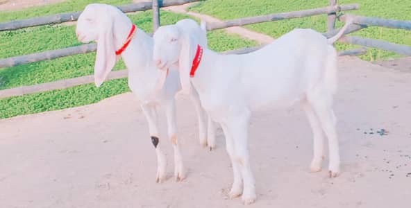 gulabi bakre for sale call_03230718297