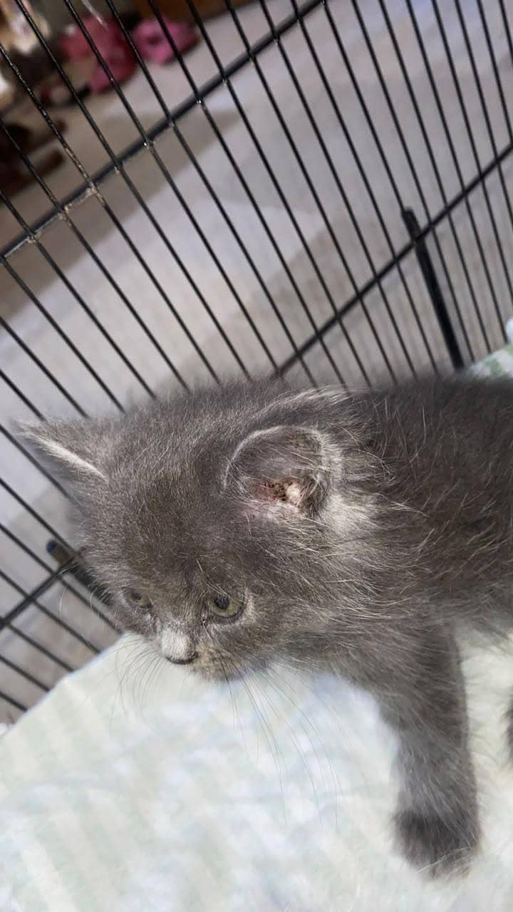 persian kittens 1