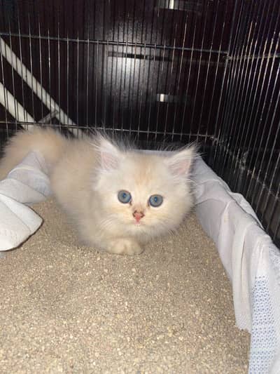 persian kittens
