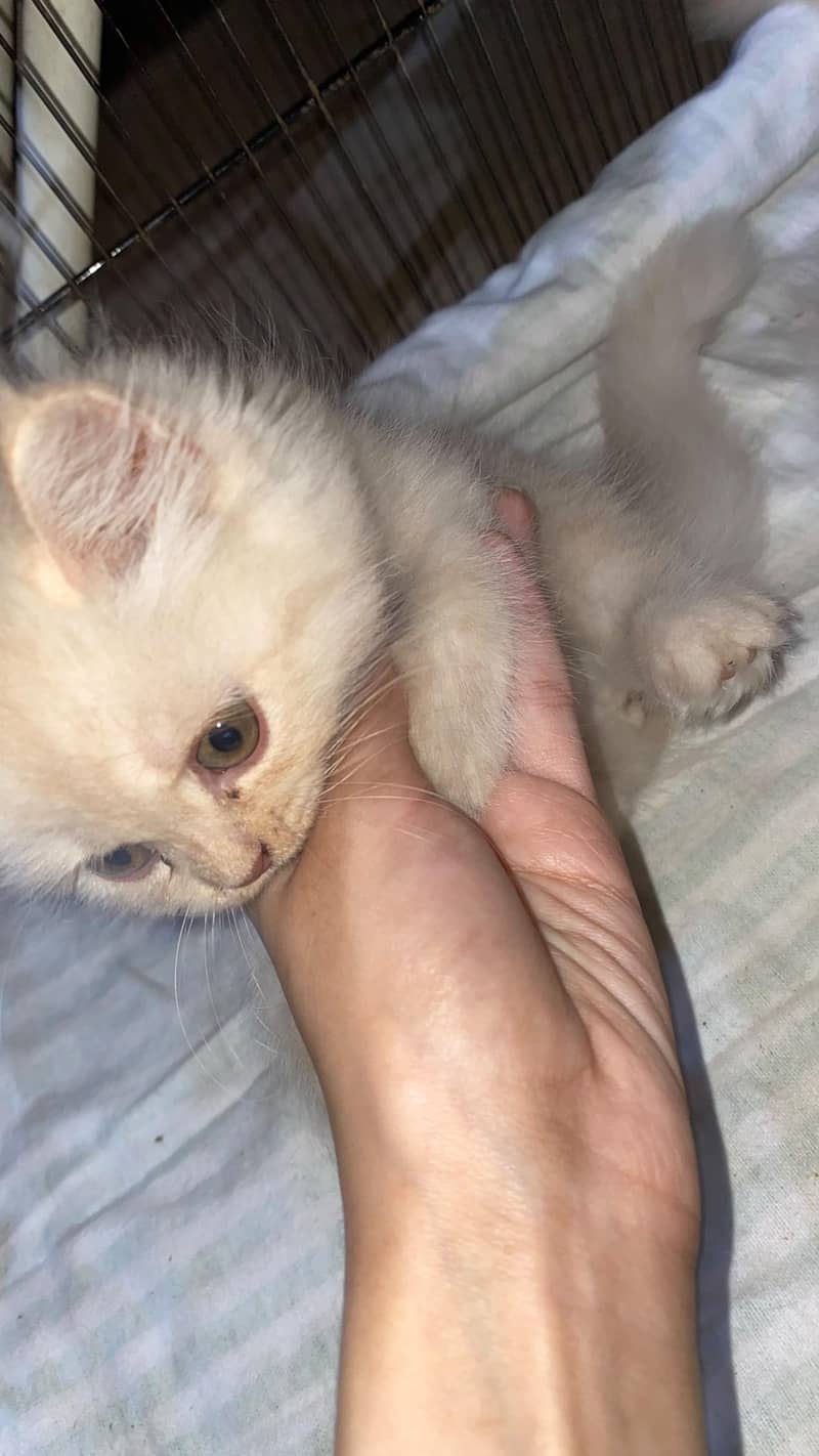 persian kittens 2
