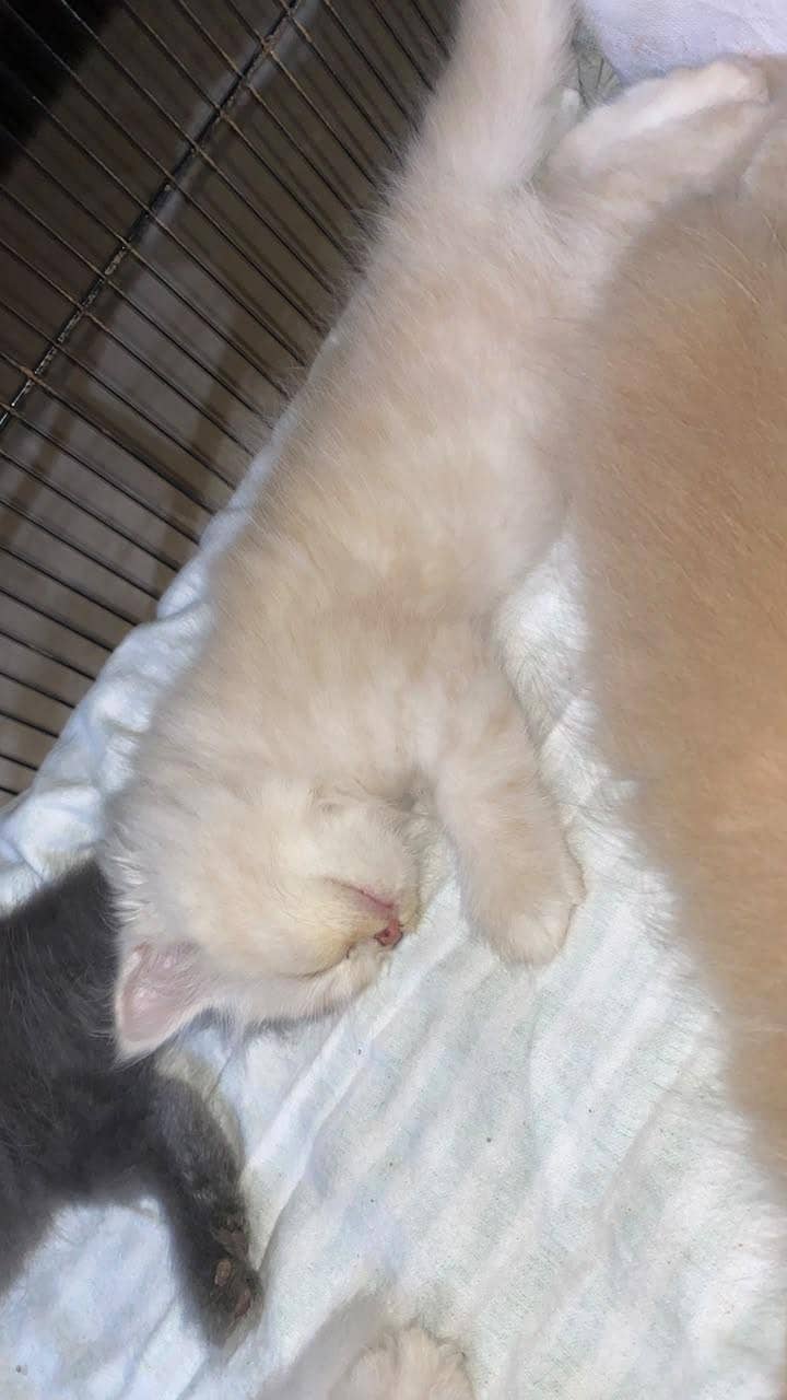 persian kittens 3