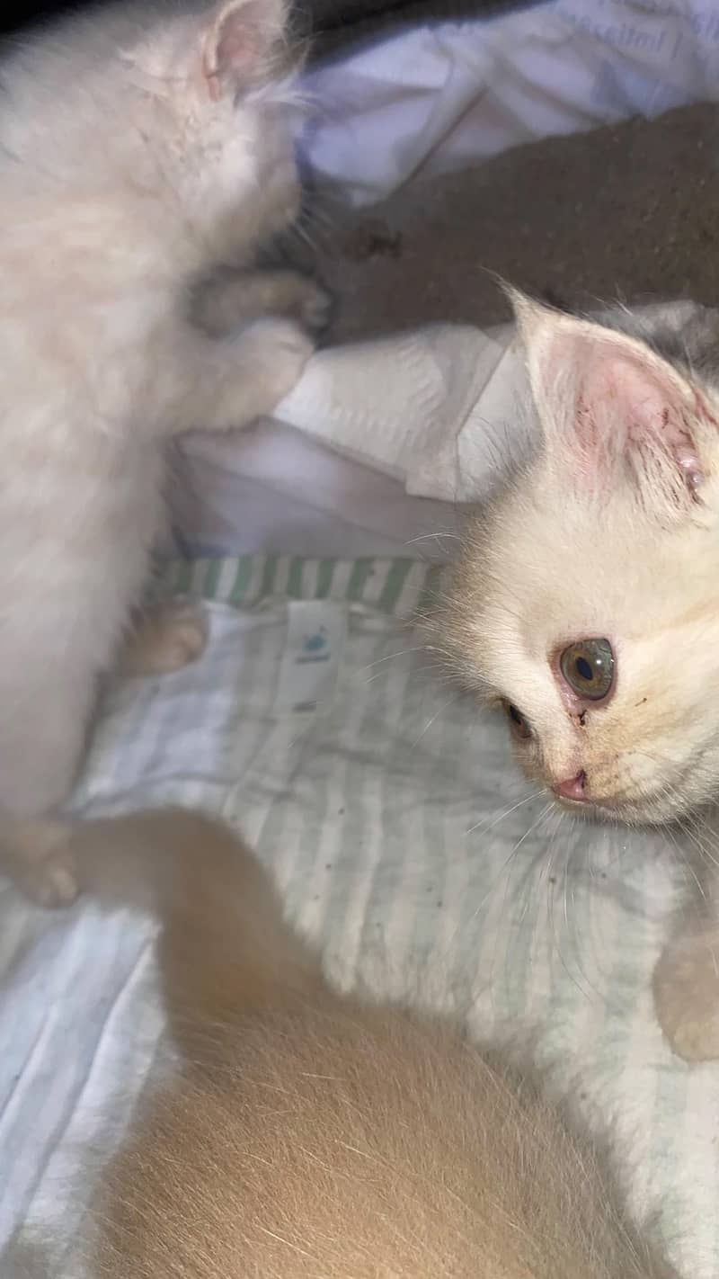 persian kittens 4