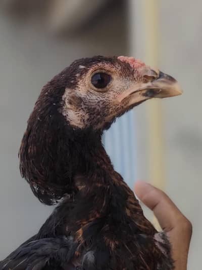 Thai Aseel murgay ,pair 8k ka hay,home breed ,7 to 8 month age