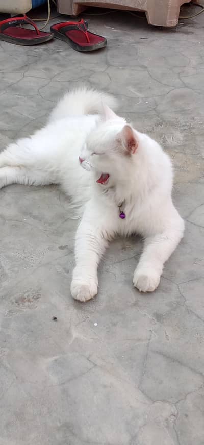 Persian cat long hair train ha