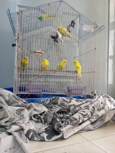 Budgie parrots total 6 with free Cage