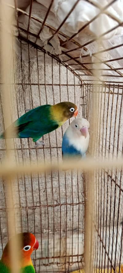2 male 1 female lovebirds