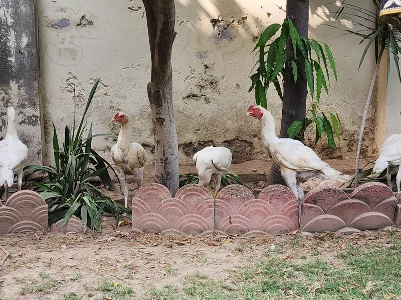 White Heera Aseel Paper White — photo 4
