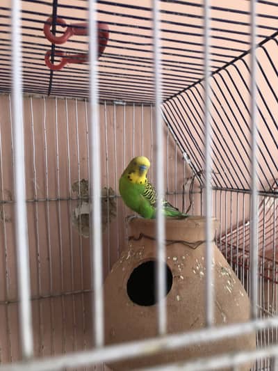 Australian king size pair ready to breed and finches bhi ready to bree