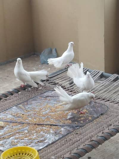 lakya kabutar