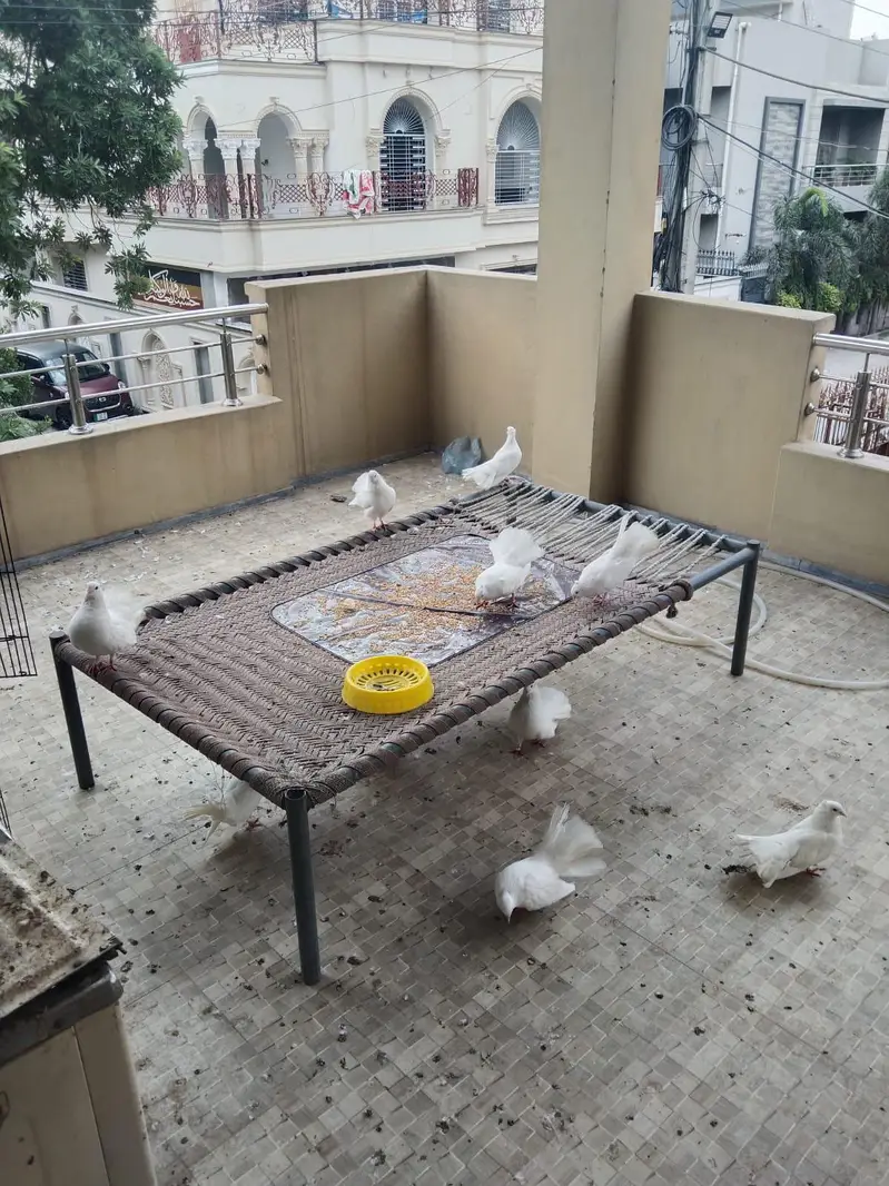 lakya kabutar — photo 2