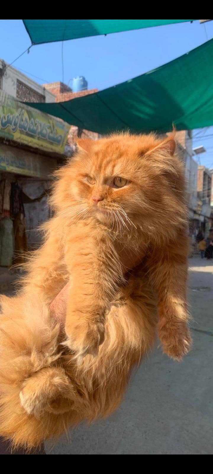 gr ki breed 2